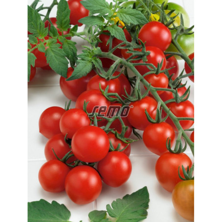 Rajčiak kríčkový Rubinek cherry