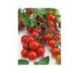 Rajčiak kríčkový Rubinek cherry