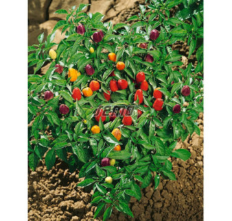 Paprika okrasná Pyramid ostrá