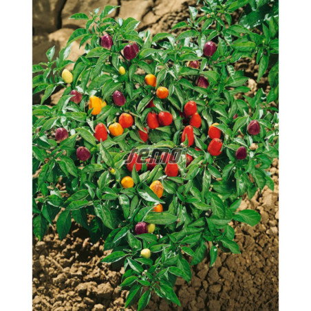 Paprika okrasná Pyramid ostrá
