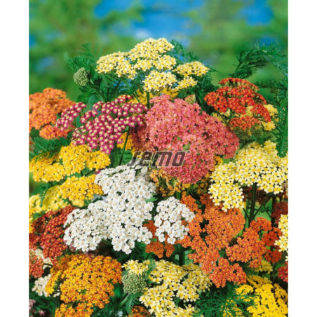 Rebríček Pastels zmes Summer