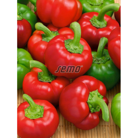 Paprika rajčiaková Tamina F1