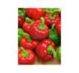 Paprika rajčiaková Tamina F1