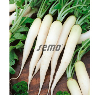 Reďkovka biela Rampouch