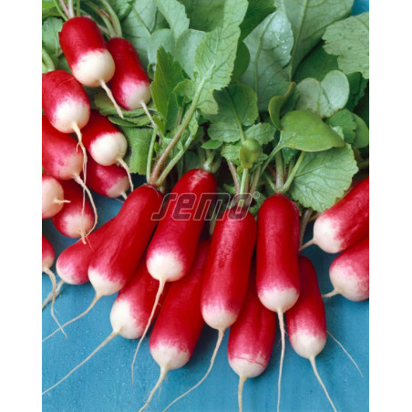 Reďkovka červeno biela podlhovastá Slávia
