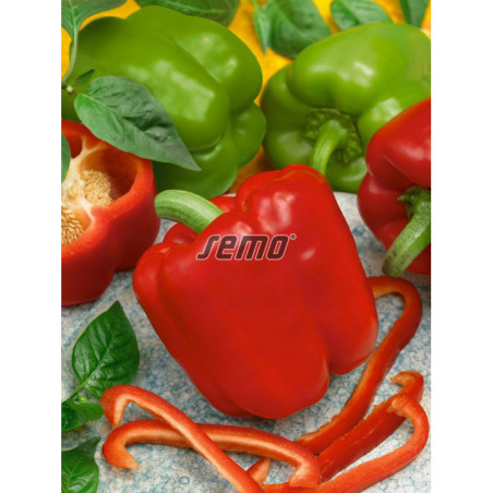 Paprika zeleninová Saskia F1