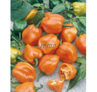 Paprika zeleninová Habanero Orange okr pálivá