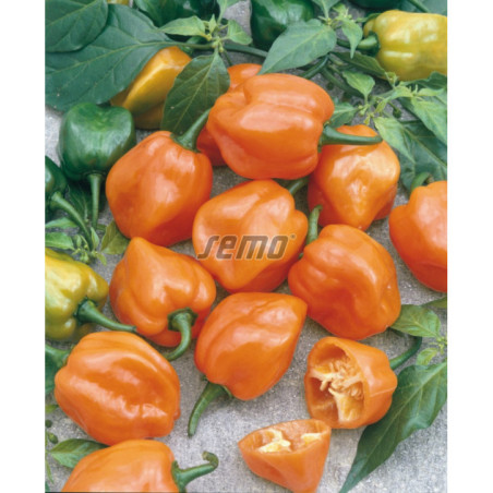 Paprika zeleninová Habanero Orange okr pálivá