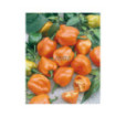 Paprika zeleninová Habanero Orange okr pálivá