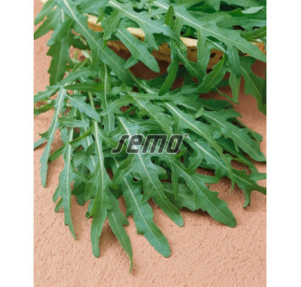 Rukola Wild rocket