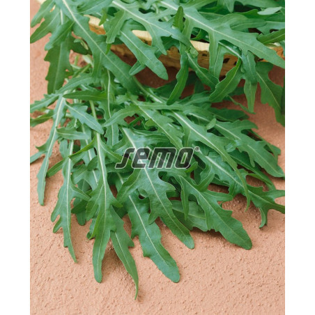 Rukola Wild rocket