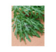 Rukola Wild rocket