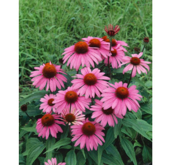 Rudbekia Echinacea