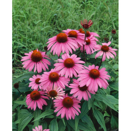 Rudbekia Echinacea