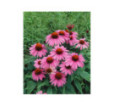Rudbekia Echinacea