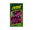 Rudbekia Cherry brand