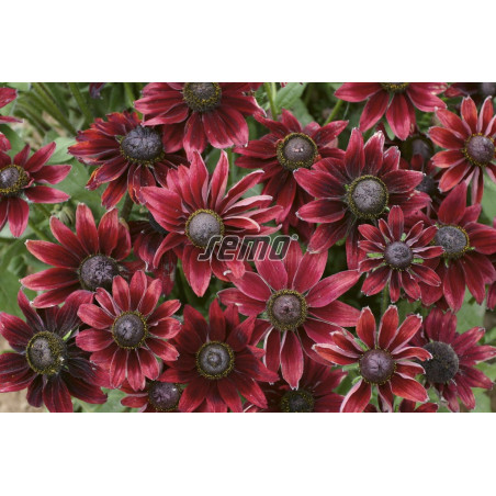 Rudbekia Cherry brand