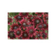 Rudbekia Cherry brand