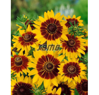 Rudbekia srst Gloria Daisy