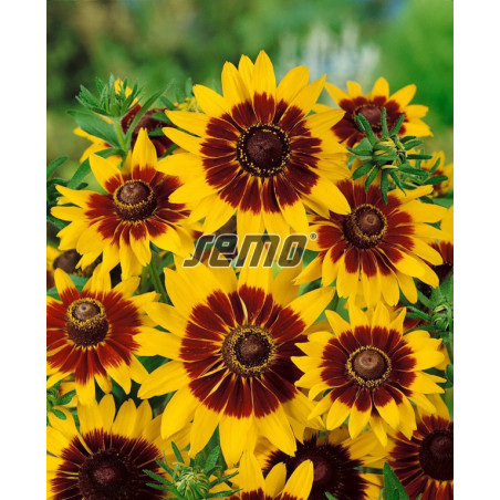 Rudbekia srst Gloria Daisy