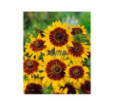 Rudbekia srst Gloria Daisy