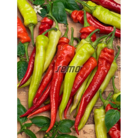 Paprika zeleninová Semaroh