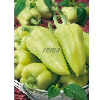 Paprika zeleninová Slovanus F1