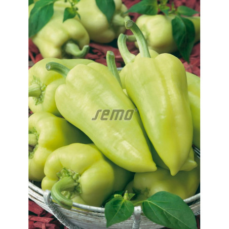Paprika zeleninová Slovanus F1
