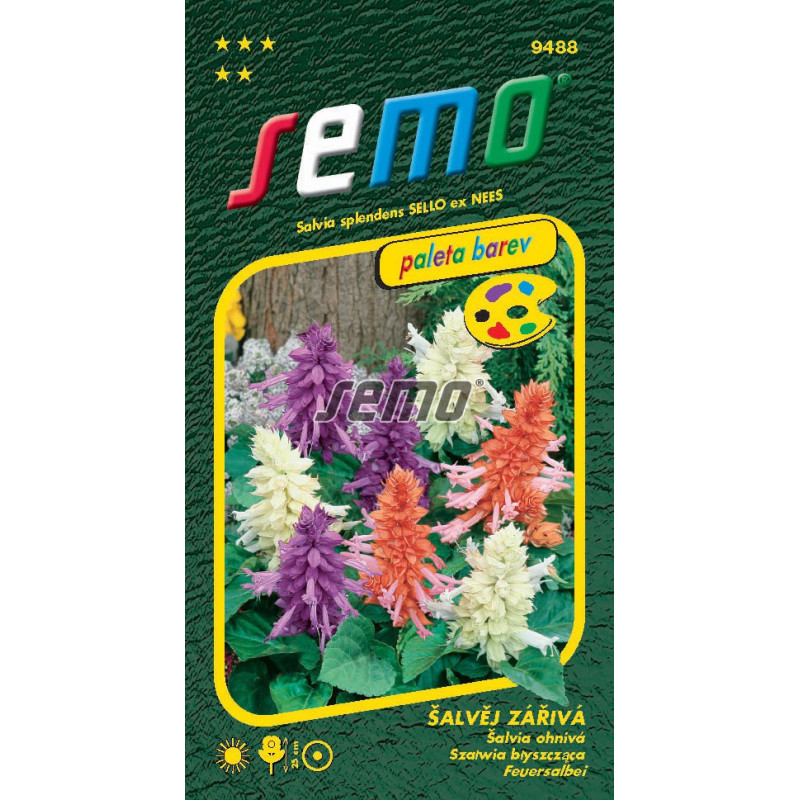Salvia ohnivá zmes farieb