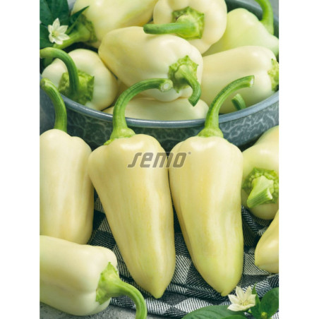 Paprika zeleninová Amykus F1