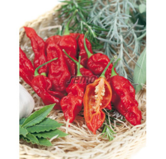 Paprika zeleninová Bhut Jolokia