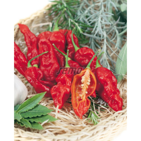 Paprika zeleninová Bhut Jolokia