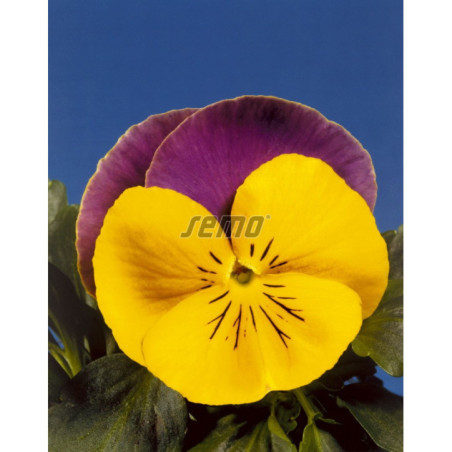 Sirôtka veľkokvetá Joker blue yelow
