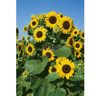 Slnečnica ročná Waooh!min