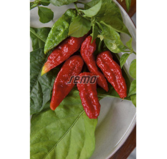 Paprika zeleninová chilli Naga Morich