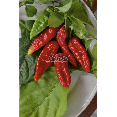 Paprika zeleninová chilli Naga Morich