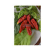 Paprika zeleninová chilli Naga Morich