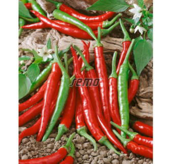 Paprika zeleninová Damian
