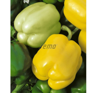 Paprika zeleninová Gelby F1