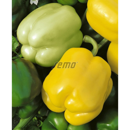 Paprika zeleninová Gelby F1