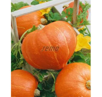 Tekvica Amoro Fi typ Hok k
