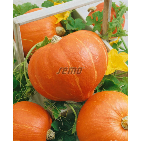 Tekvica Amoro Fi typ Hok k