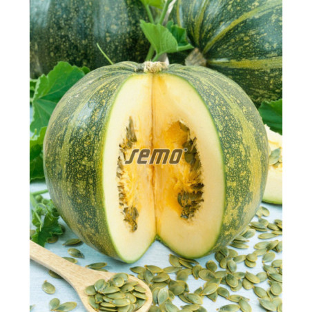 Tekvica Apetit olejnata