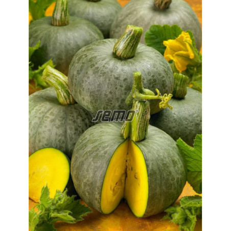 Tekvica Blue Kuri 7 ks hok