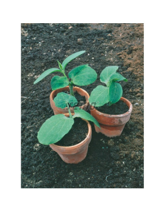ďalší obrázok