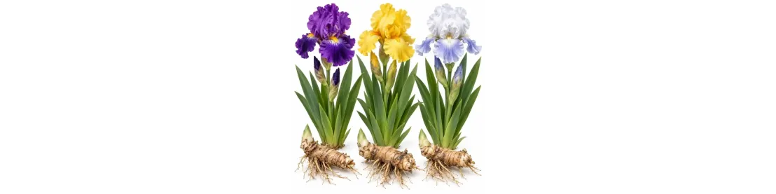 Iris – okrasná rastlina do záhrady | Záhradkárik