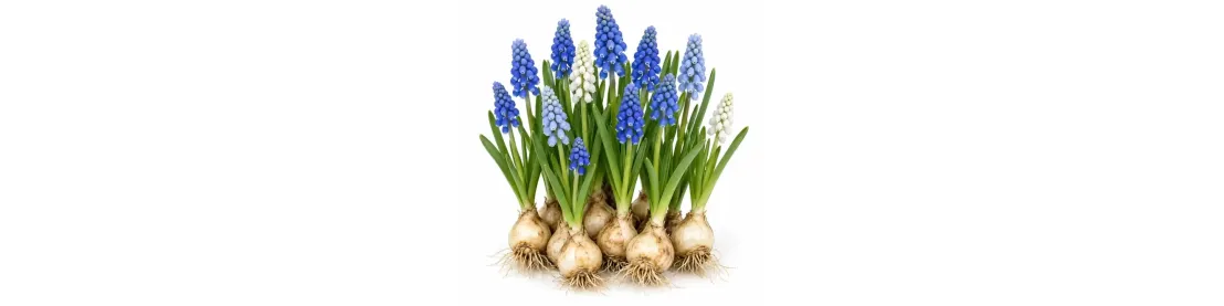 Muscari – jarné cibuľoviny do záhrady | Záhradkárik