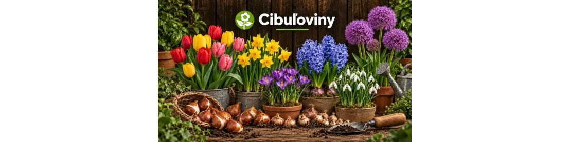Cibuľoviny do záhrady | Záhradkárik
