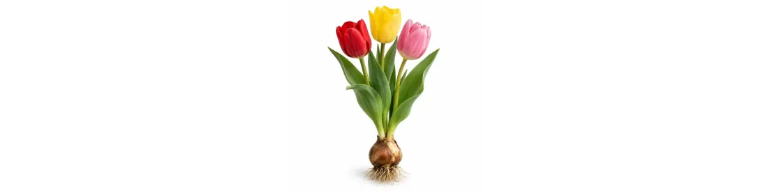 Tulipán – jarné cibuľoviny do záhrady | Záhradkárik